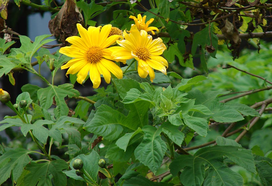 Tithonia (Tithonia Diversifolia) seeds for planting in home garden