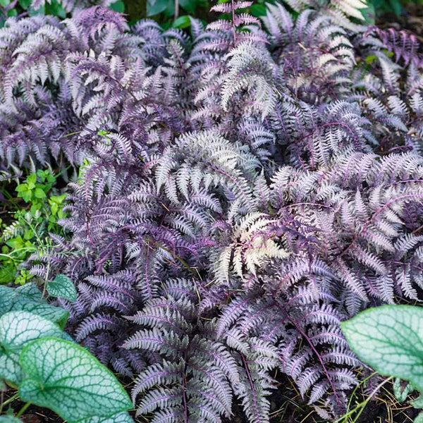 Purple Fern Pteridophyta for Planting heirloom & Non GMO Seeds Vibrant Colors 
 
 Sale
