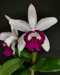 Cattleya (Cattleya Intermedia) seeds for planting in home garden