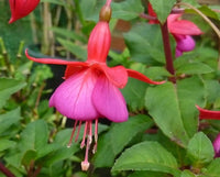 Fuchsia Fuchsia spp Flower Seeds for Planting in Flower Bed