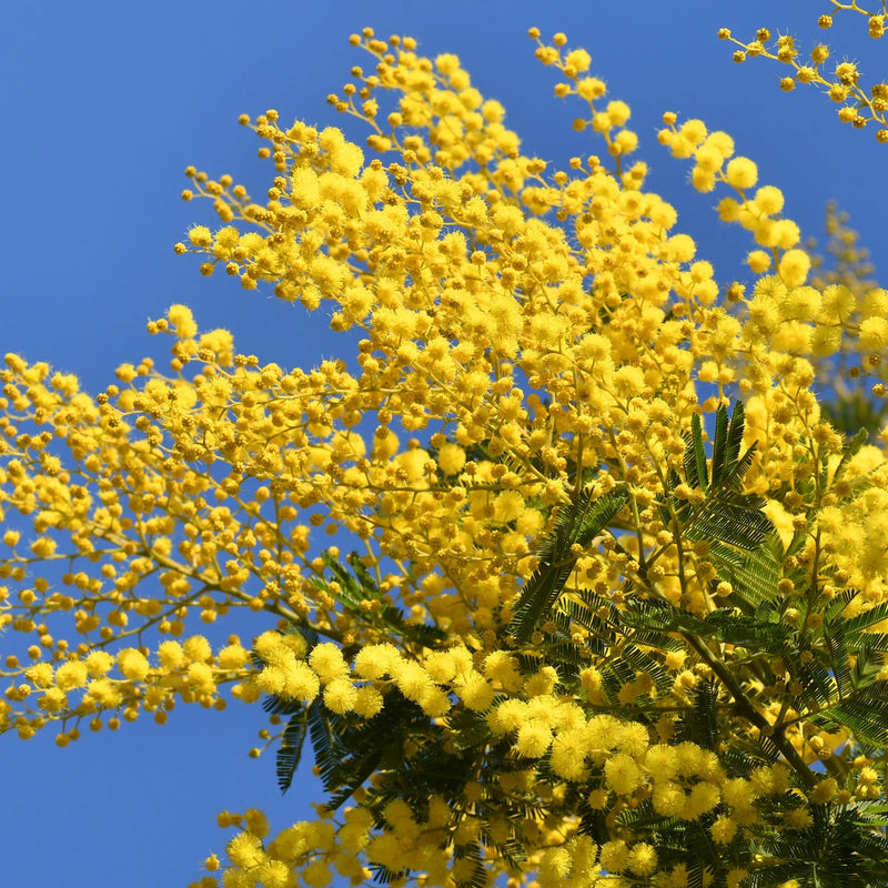 Heirloom Mimosa Flower seeds for Planting Colorful Display Heirloom & GMO Free Seeds for Home Garden