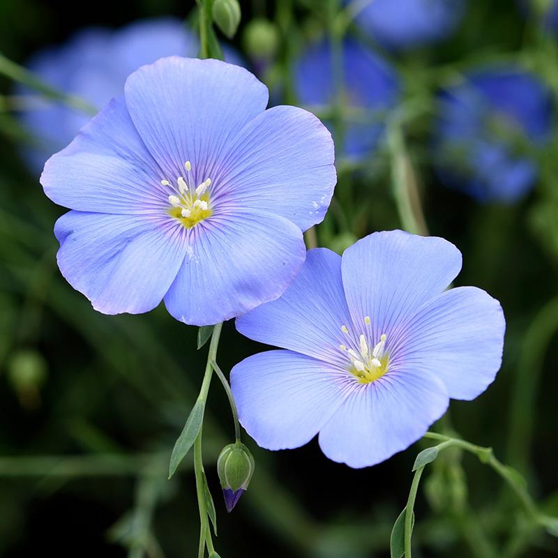 Blue Linum Flower seeds for Planting - Cut Flower Favorite, Heirloom & GMO Free Seeds for Home Garden