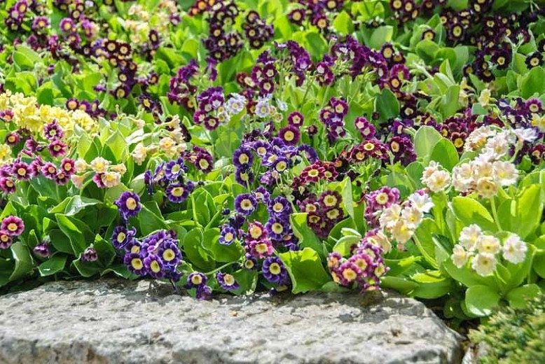 Alpine Primula Auricula blooms growing in a decorative flower bed.

