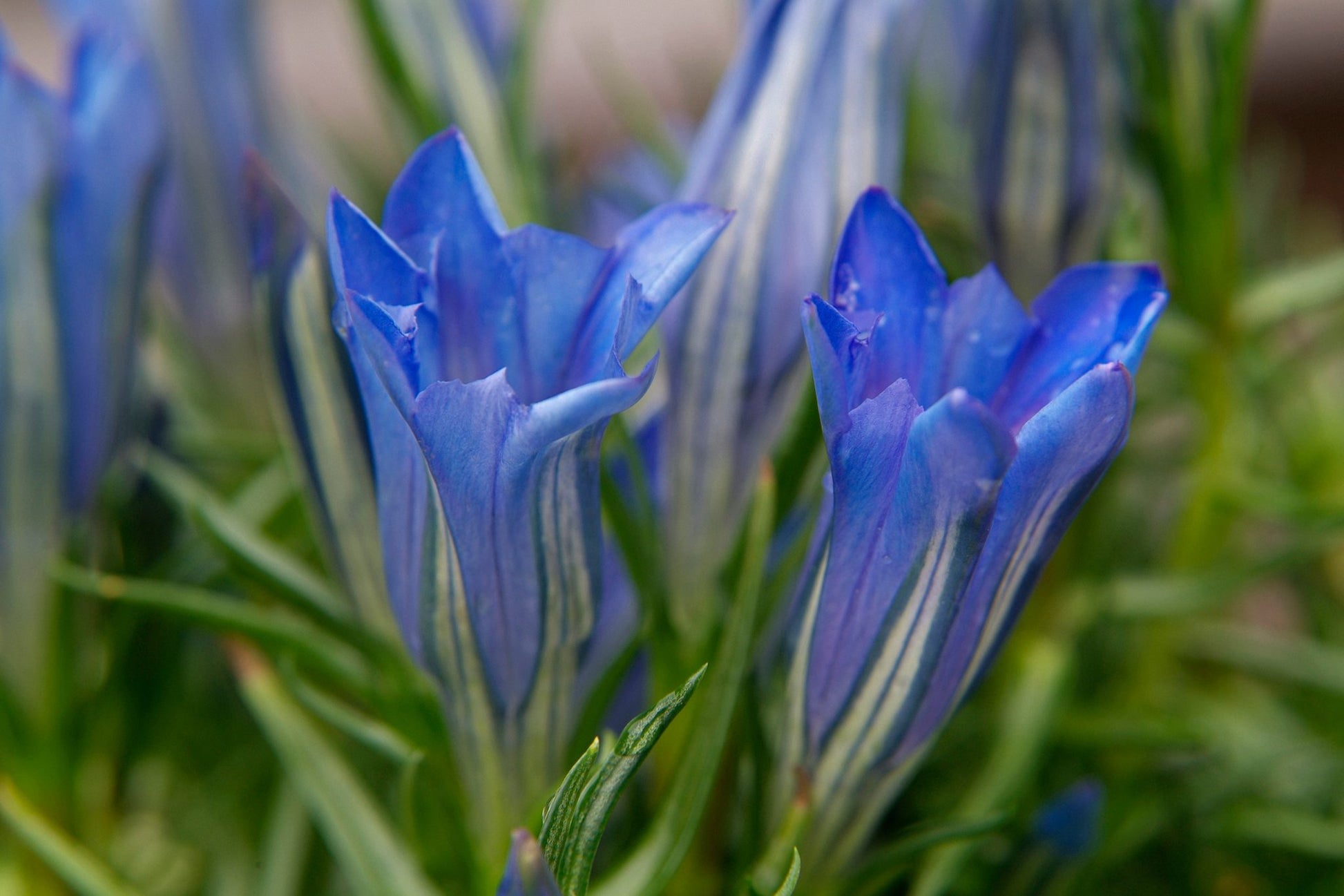 Violet Gentian Flower Seeds Premium Quality Heirloom & GMO Free Seeds for Home Garden
 
 Sale