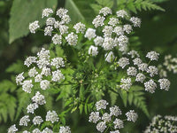 Delicate white Hemlock blooms with green foliage in an outdoor setting.
