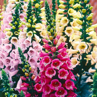 Pink Climbing Foxglove Flower seeds for Planting - Easy to Grow, Heirloom & GMO Free Seeds for Home Garden