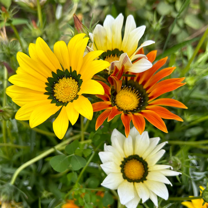 Yellow Gazania Flower Seeds for Planting Shade Tolerant Heirloom & GMO Free Seeds for Home Garden
 
 Sale