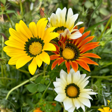Gazania Sunshine Flower seeds for Planting - Garden Favorite, Heirloom & GMO Free Seeds for Home Garden