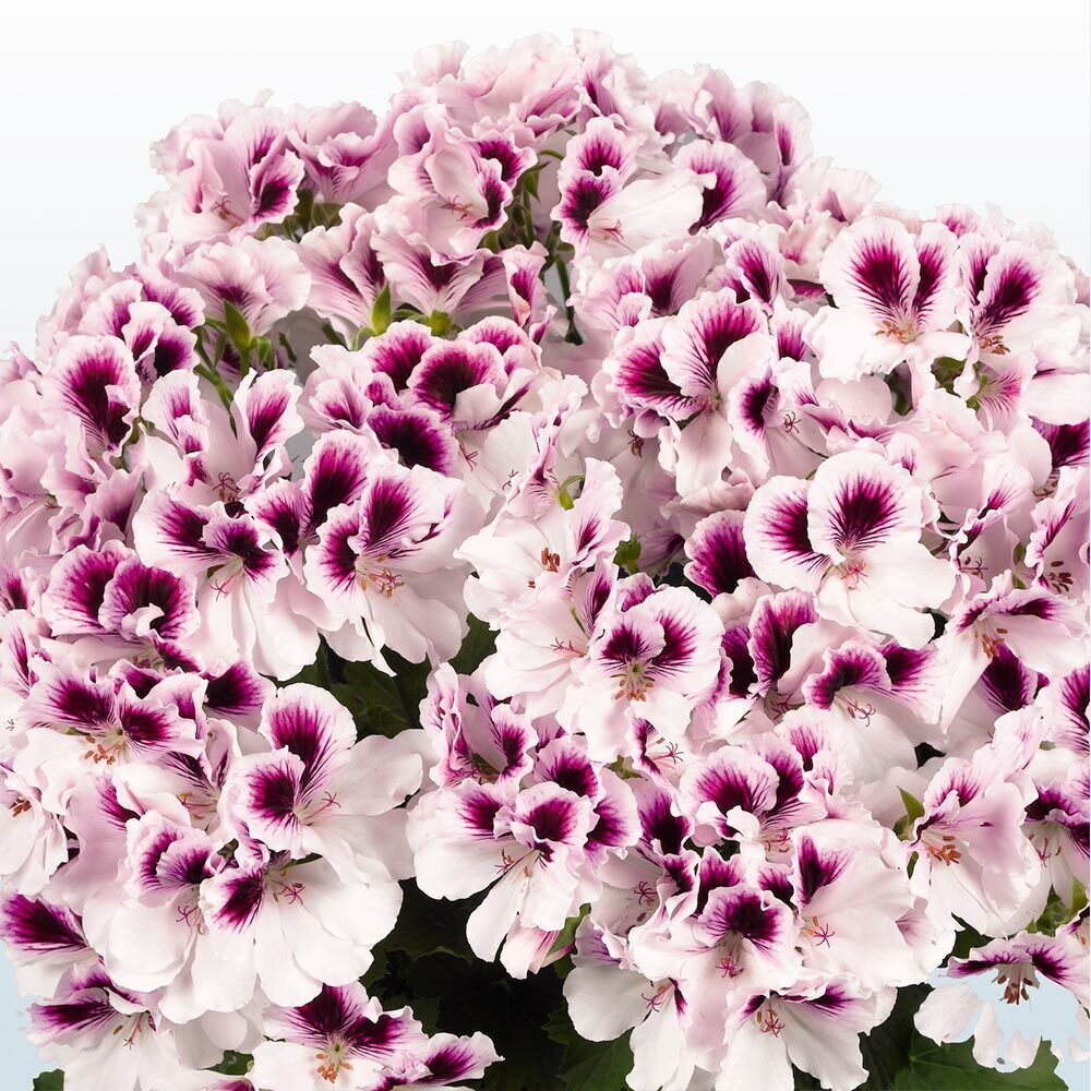 Violet White Geraniums Flower Seeds for Planting Shade Tolerant Heirloom & GMO Free Seeds for Home Garden
 
 Sale