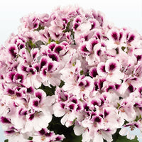 Violet White Geraniums Flower Seeds for Planting Shade Tolerant Heirloom & GMO Free Seeds for Home Garden
 
 Sale