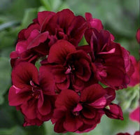 Dark Khaki Geranium Flower seeds for Planting Fragrant Blossoms Heirloom & GMO Free Seeds for Home Garden