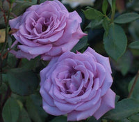 Purple Rose Flower seeds for Planting Long Bloom Season Heirloom & GMO Free Seeds for Home Garden 
 
 Sale
