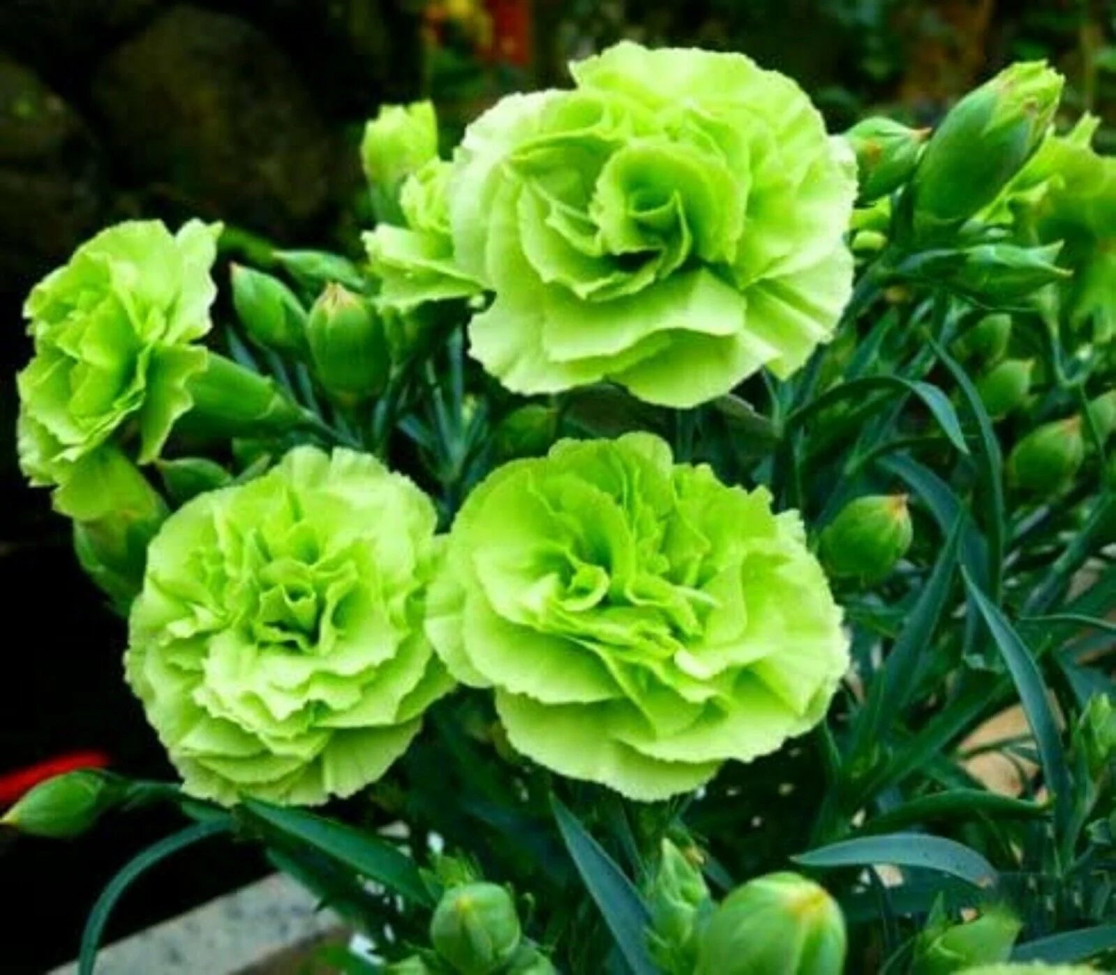 Green Carnation Flower seeds for Planting Long Bloom Season Heirloom & GMO Free Seeds for Home Garden
