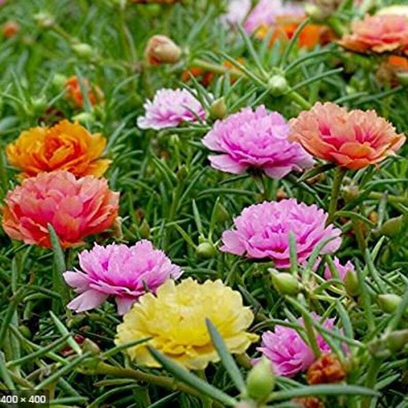 Moss Rose Long Bloom Double Mixed flowers blooming in a colorful garden display.
