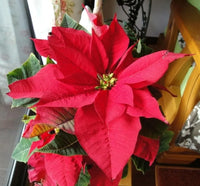 Euphorbia Pulcherrima Euphorbia pulcherrima Flower Seeds for Planting for Flower Bed