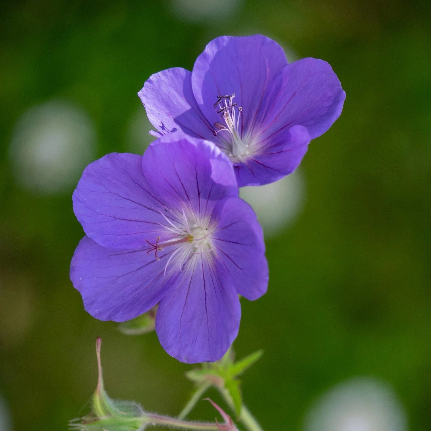 Blue Geranium Flower Seeds Pelargonium spp. for Planting in Flower Border and Garden Bed