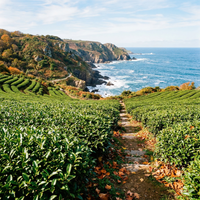 Heirloom Camellia Sinensis Tea Plant Seeds – Organic, Non-GMO for Planting