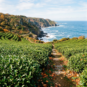 Heirloom Camellia Sinensis Tea Plant Seeds – Organic, Non-GMO for Planting