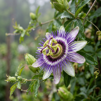 Heirloom Mixed Passion Flower Seeds – Non-GMO Flower Seeds for Planting