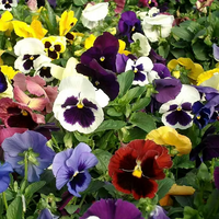 Pansy Swiss Giant Mix flowers with large colorful blooms growing in a garden bed.
