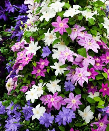 Mixed Clematis flowering vines growing on a garden support