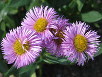 Erigeron Azure Fee Seeds for Blue Daisy-Like Flowers