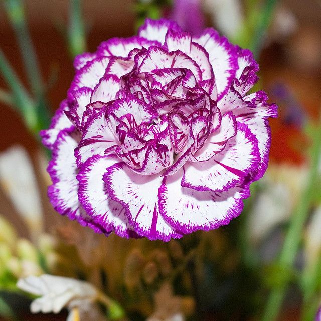White Violet Carnation Flower seeds for Planting Compact Growth Heirloom & GMO Free Seeds for Home Garden