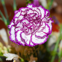 White Violet Carnation Flower seeds for Planting Compact Growth Heirloom & GMO Free Seeds for Home Garden