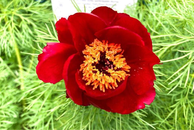 Fern Leaf Peony Paeonia spp Plant Seeds for Planting in Flower Bed