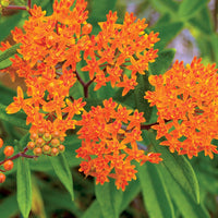 Butterfly Weed Flower Seeds for Pollinator Gardens, Borders, Containers & Outdoor Planting