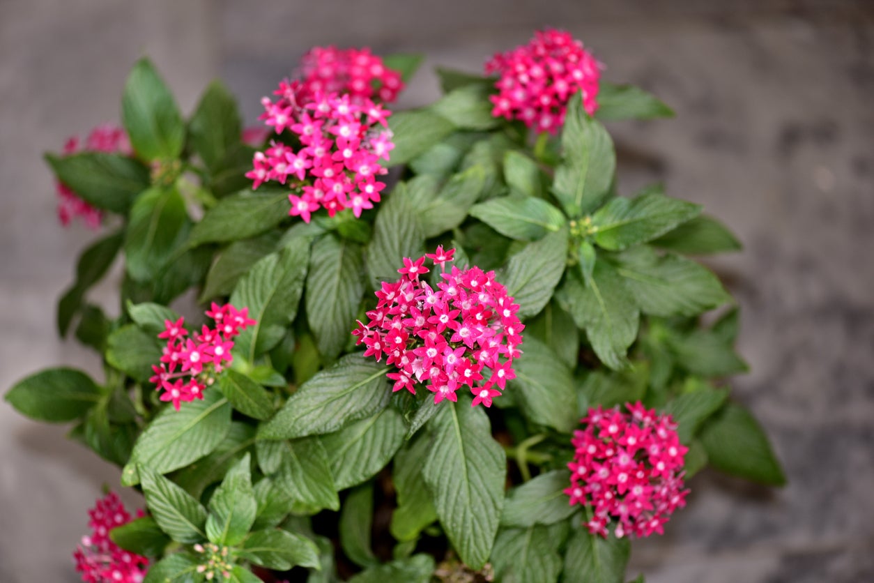 Mixed Star Pentas Flower seeds for Planting - Shade Tolerant, Heirloom & GMO Free Seeds for Home Garden