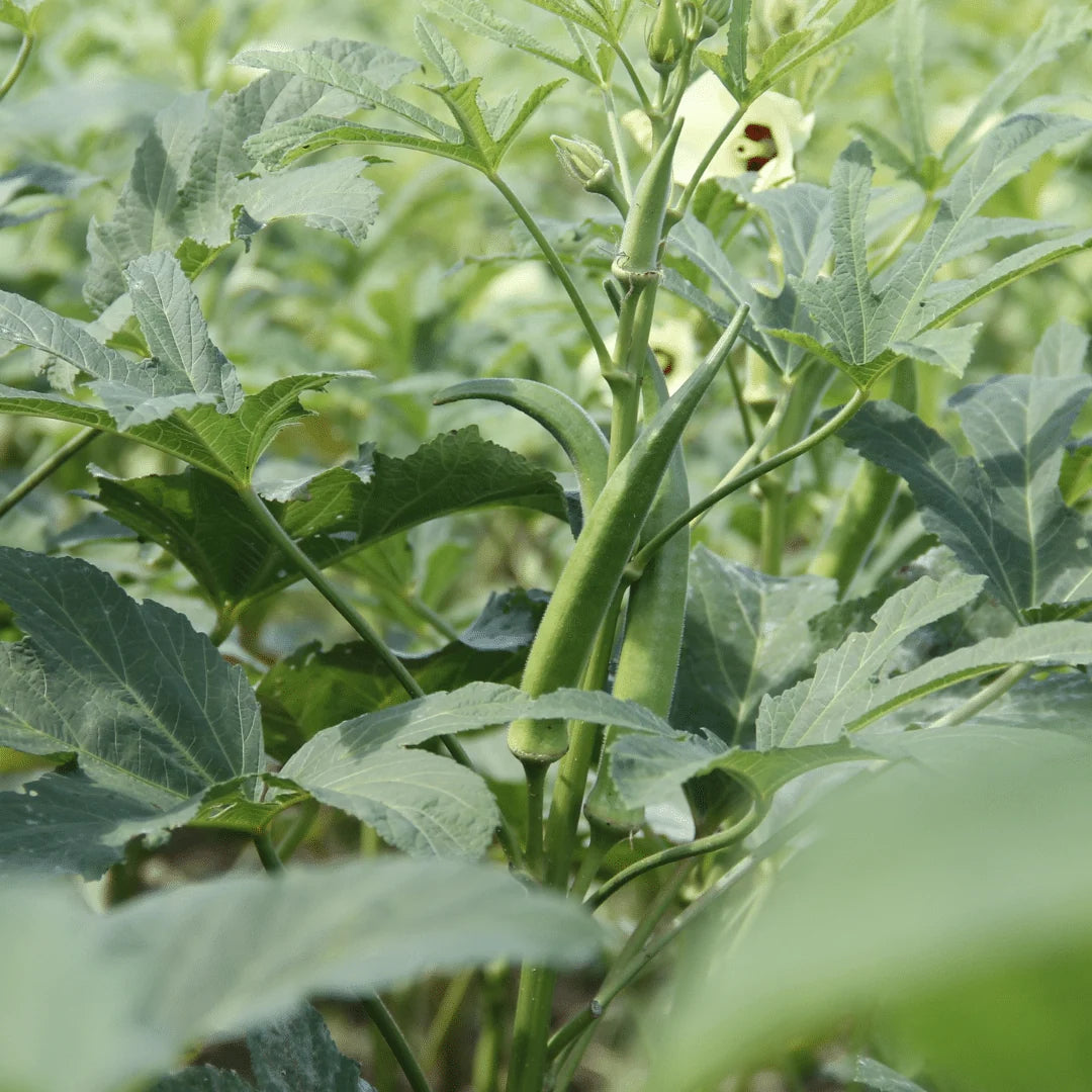Clemson Spineless Okra Seeds Heirloom Vegetable for Home Garden Planting
