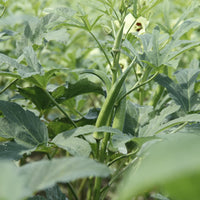 Clemson Spineless Okra Seeds Heirloom Vegetable for Home Garden Planting