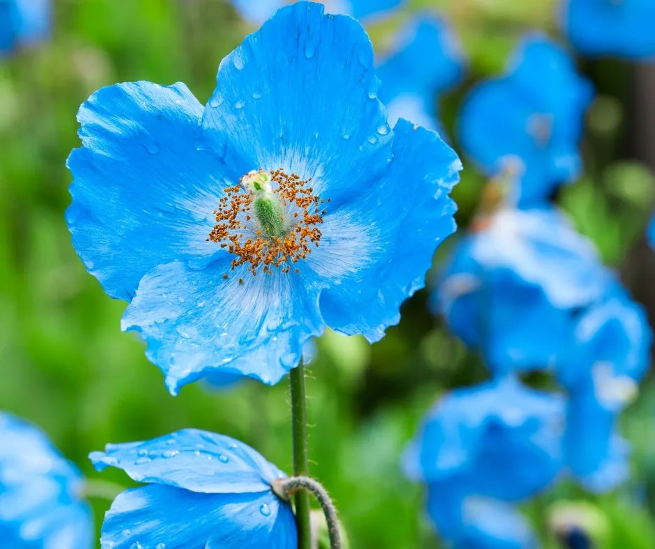 Blue poppy blooms adding color to a woodland garden border.