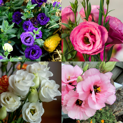100 Pcs