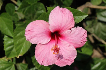 Hibiscus (Hibiscus Bonsai) seeds for planting in home garden
