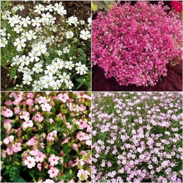 Mixed Color Gypsophila Flower Seeds for Planting Seasonal Bloomer Heirloom & GMO Free Seeds for Home Garden
 
 Sale