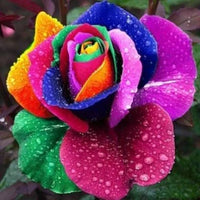 MultiColor Rose Flower Seeds for Planting Heirloom NonGMO Seeds Perfect for Garden Pollinator Friendly 
 
 Sale