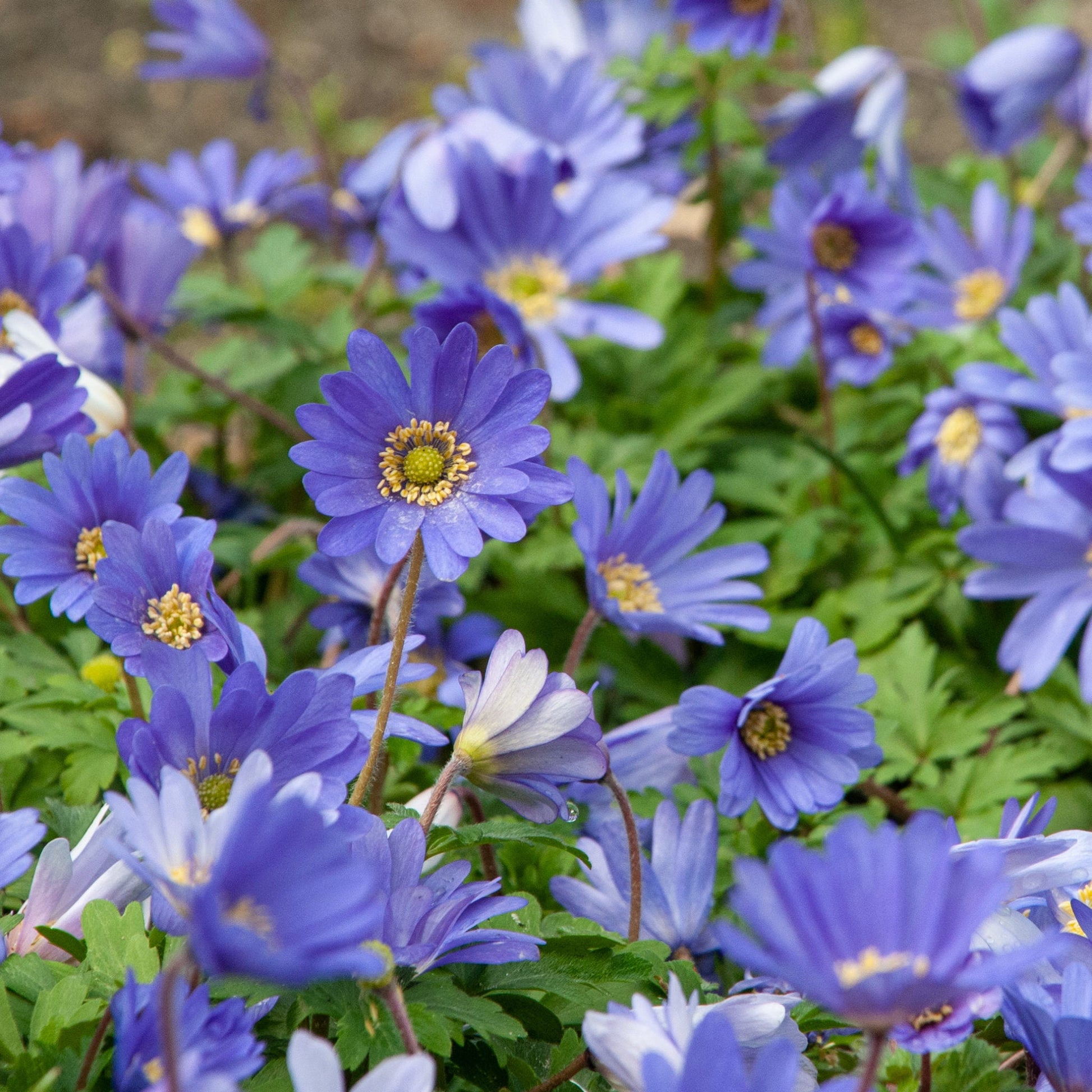 Grecian Windflower with delicate blue blooms and fern-like foliage