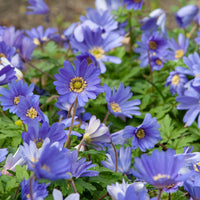 Grecian Windflower with delicate blue blooms and fern-like foliage