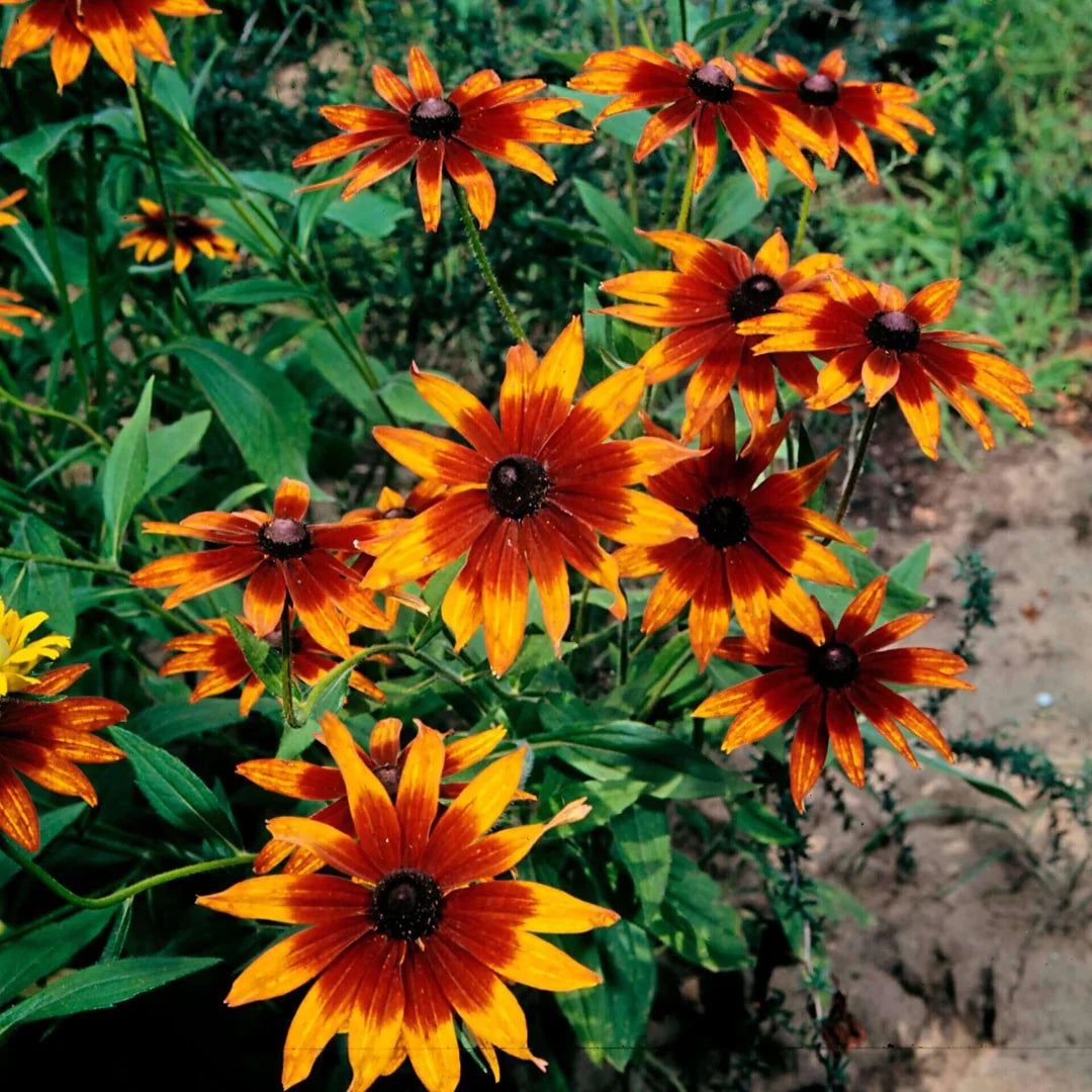 Chocolate Orange Rudbeckia Flower seeds for Planting Compact Growth Heirloom & GMO Free Seeds for Home Garden 
 
 Sale