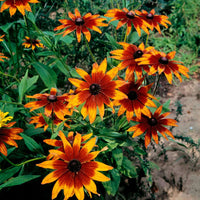 Chocolate Orange Rudbeckia Flower seeds for Planting Compact Growth Heirloom & GMO Free Seeds for Home Garden 
 
 Sale