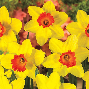 Yellow Red Daffodil Seeds for Planting  Bright Perennial Flowers