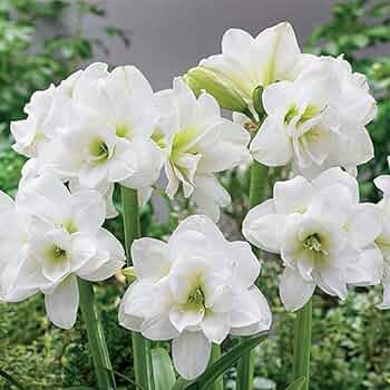 White Green Amaryllis Flower Seeds for Planting Bright Blooms Heirloom & GMO Free Seeds for Home Garden
 
 Sale