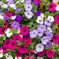 Tritunia Rosa Geäderte Petunia Seeds for Planting Soft Pink Garden Blooms
