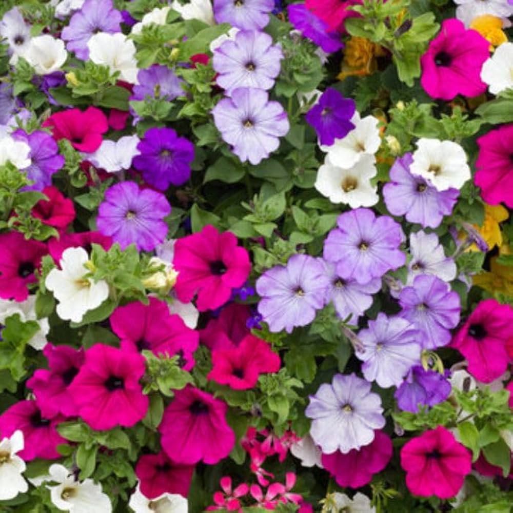 Tricolor Petunia Petunia x hybrida Flower Seeds for Planting in Flower Bed