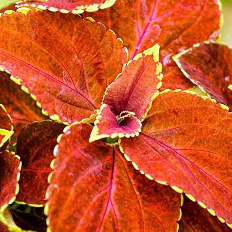 Orange Coleus Flower seeds for Planting Hardy Variety Heirloom & GMO Free Seeds for Home Garden