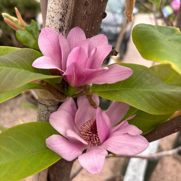 Magnolia Flower seeds for Planting - Easy to Grow, Heirloom & GMO Free Seeds for Home Garden