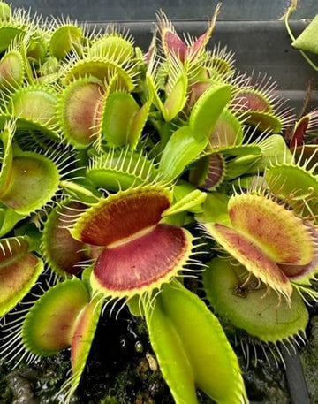 Purple Venus Flytrap Dionaea Muscipula plant with colorful traps