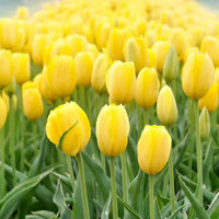 Light Yellow Tulip Flower Seeds – Wildflower Mix Heirloom & NonGMO Seeds for Home Garden
 
 Sale